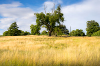Countryside near to The Thicket